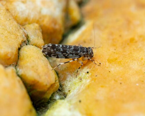 Japanese Barklouse photo 5