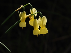 Narcissus triandrus pallidulus