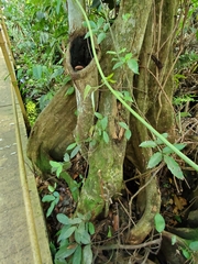 Pterocarpus officinalis