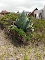 Agave atrovirens