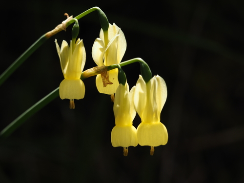 Representative image of Narcissus triandrus pallidulus