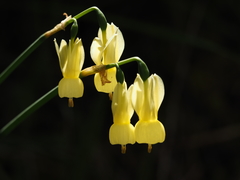 Narcissus triandrus pallidulus