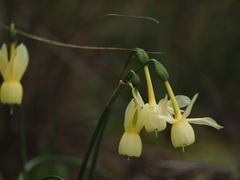Narcissus triandrus pallidulus
