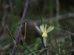 Narcissus triandrus pallidulus