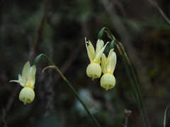 Narcissus triandrus pallidulus