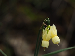 Narcissus triandrus pallidulus