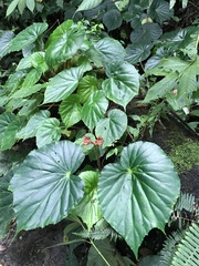 Begonia urophylla
