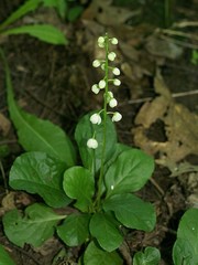 Pyrola elliptica
