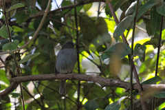 Eumyias albicaudatus