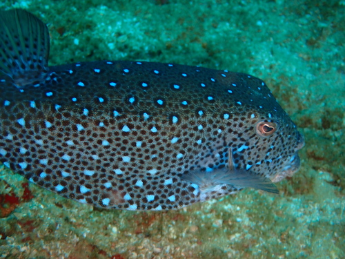 Ostracion cubicum