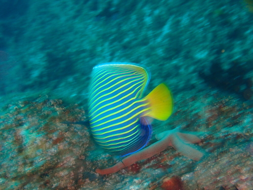 Pomacanthus imperator