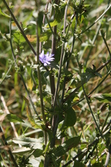 Cichorium intybus intybus