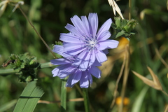 Cichorium intybus intybus