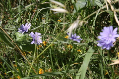 Cichorium intybus intybus