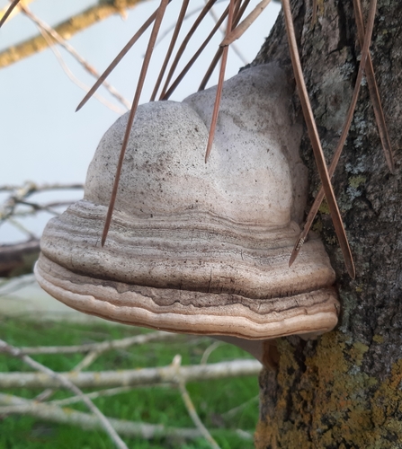 Fomes inzengae