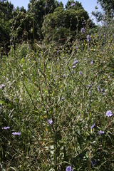 Cichorium intybus intybus