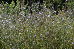 Cichorium intybus intybus