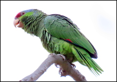 Amazona finschi × viridigenalis