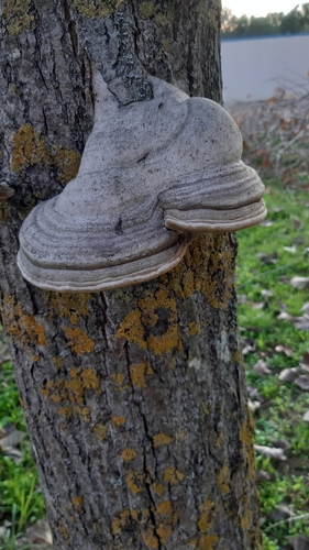 Fomes inzengae