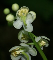 Pyrola elliptica