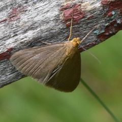 Evergestis aenealis