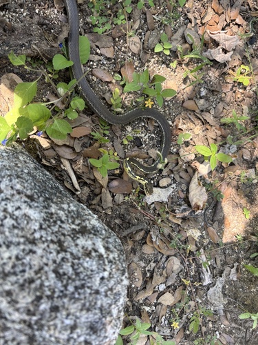 Baja California Striped Whip Snake