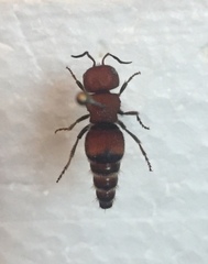 Pseudomethoca oceola