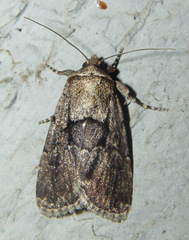 Sympistis infixa