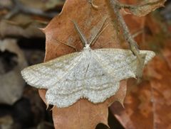 Perconia strigillaria