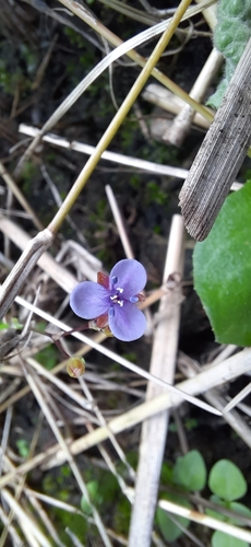 Murdannia spirata, photograph 2