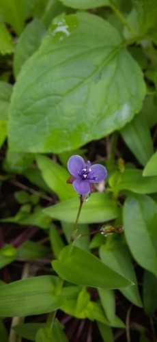 Murdannia spirata, photograph 3