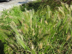 Hordeum murinum glaucum