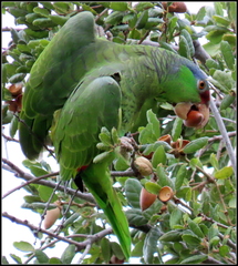 Amazona finschi × viridigenalis
