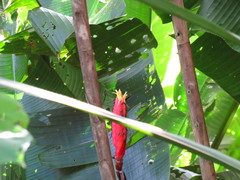 Heliconia episcopalis