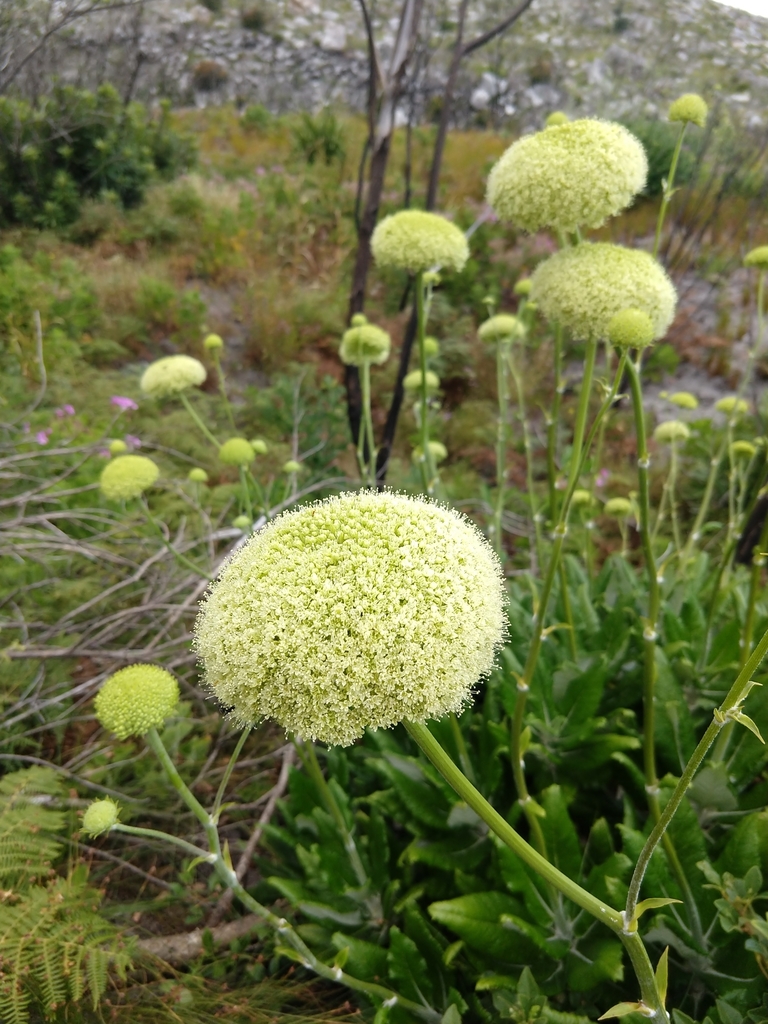 Hairy Tinderleaf