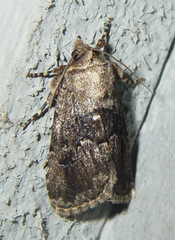 Sympistis infixa