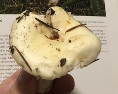 Russula raoultii
