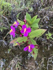 Monochaetum magdalenense
