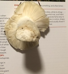 Russula raoultii