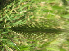 Hordeum murinum glaucum