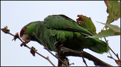Amazona finschi × viridigenalis