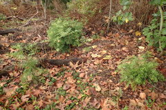 Afrocarpus gracilior