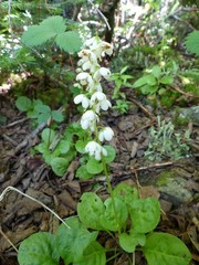 Pyrola elliptica