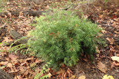 Afrocarpus gracilior