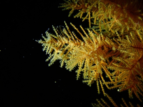 Antipathella wollastoni