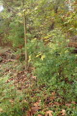 Afrocarpus gracilior