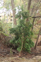 Afrocarpus gracilior