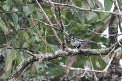 Machlolophus aplonotus