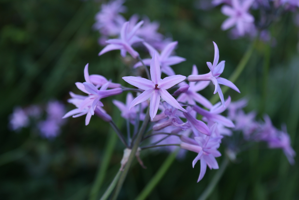Tulbaghia violacea, 11100 Narbonne, France
