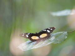 Aterica galene theophane